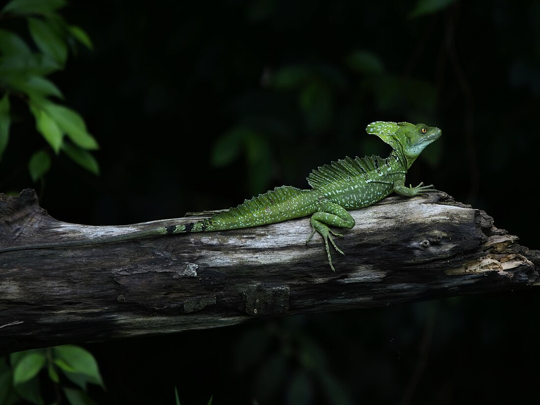 Basiliscus (genre)