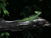   Basiliscus plumifrons