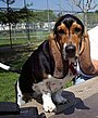 Basset hound.jpg