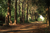 สวนคฤหาสน์บาทยาญ (Batthyány Mansion's park) ในเมืองโกนโดโรช (Kondoros)