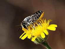 Les mégachiles sont dotées d'un organe ventral de collecte du pollen