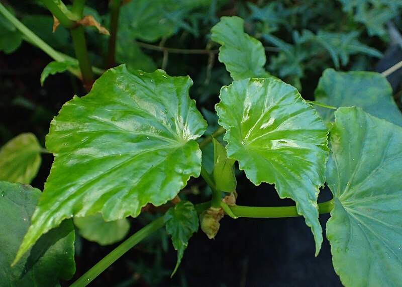 File:Begonia obliqua kz01.jpg