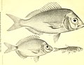 Beiträge zur Kenntniss der Fische Afrika's (II) und Beschreibung einer neuen Paraphoxinus-Art aus der Herzegowina (1882) (20363281545).jpg