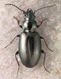 <i>Lionepha</i> Genus of beetles