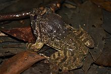 Besar berkepala Katak (Limnonectes fujianensis) 大頭蛙5.jpg