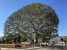 Big Tree Park