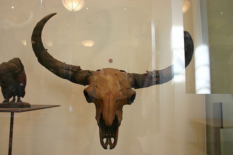 File:Bison priscus.jpg
