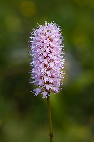 Соцветие змеевика большого (Bistorta officinalis)