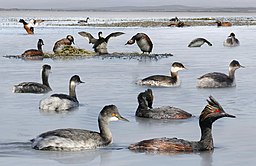 Black-necked Grebe from the Crossley ID Guide Britain and Ireland