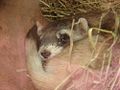 Black Footed Ferret