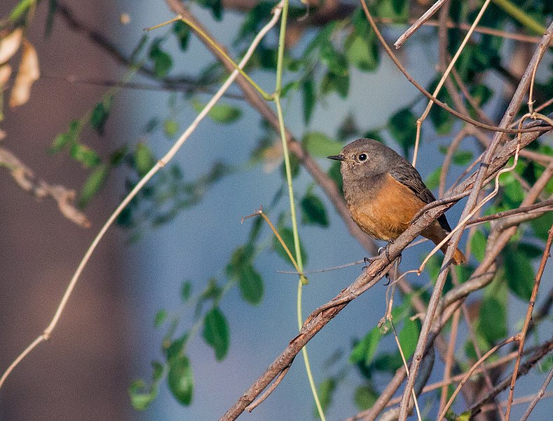 File:Black Redstart female.jpg