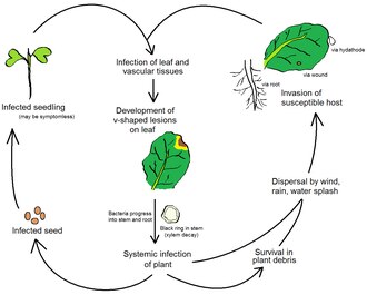 Life cycle of the black rot pathogen, the gram negative bacterium Xanthomonas campestris pathovar campestris Black rot lifecycle.tif