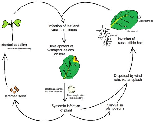 Life cycle of the black rot pathogen, Xanthomonas campestris pathovar campes Black rot lifecycle.tif