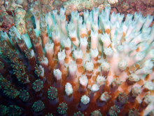 Coral bleached due to changes in ocean water properties Bleached Coral.png
