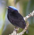 Miniatura per Manaquí de coroneta blava