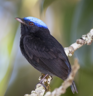 <span class="mw-page-title-main">Blue-capped manakin</span> Species of bird