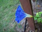 Morning glory was used by ancient Mayan healers. Blue Morning Glory 2.jpg