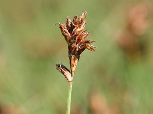 Compressed spring rush (Blysmus compressus)