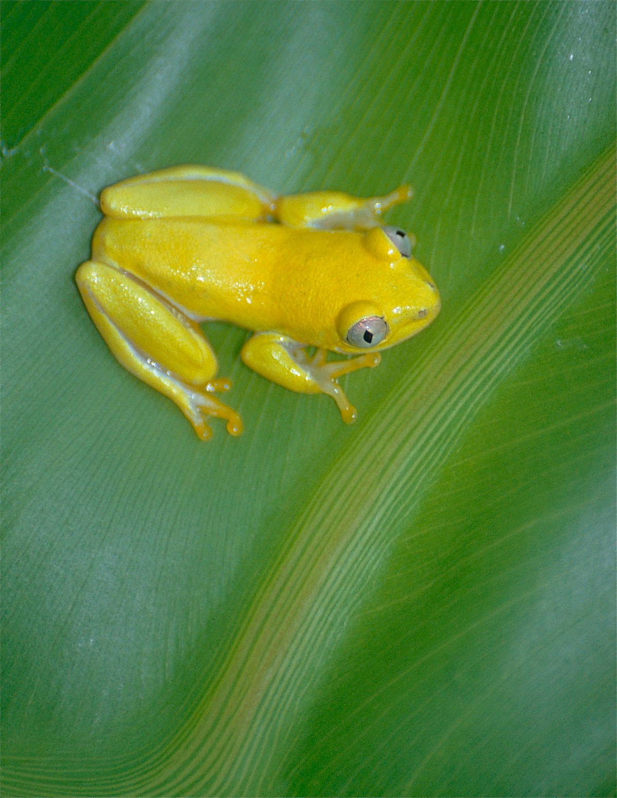 File:Boettger's Reed Frog (Heterixalus boettgeri) (10293335884 ...