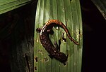 Miniatura para Bolitoglossa palmata