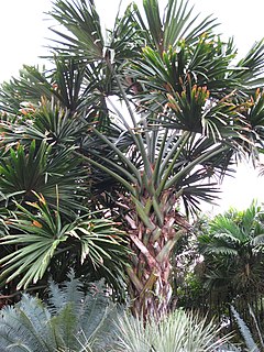 <i>Borassodendron</i> Genus of palms