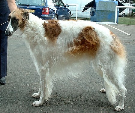 Borzoi 600.jpg