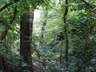 <span class="mw-page-title-main">Strict nature reserve Bosco Siro Negri</span> Nature reserve in Italy