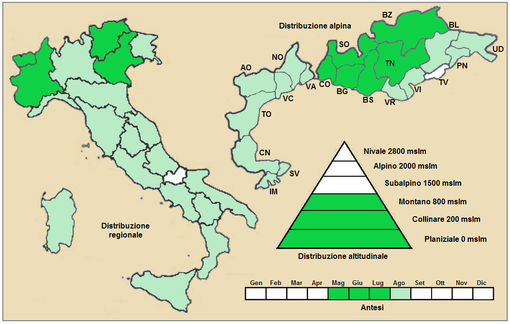 Distribuzione della pianta  (Distribuzione regionale[12] – Distribuzione alpina[13])