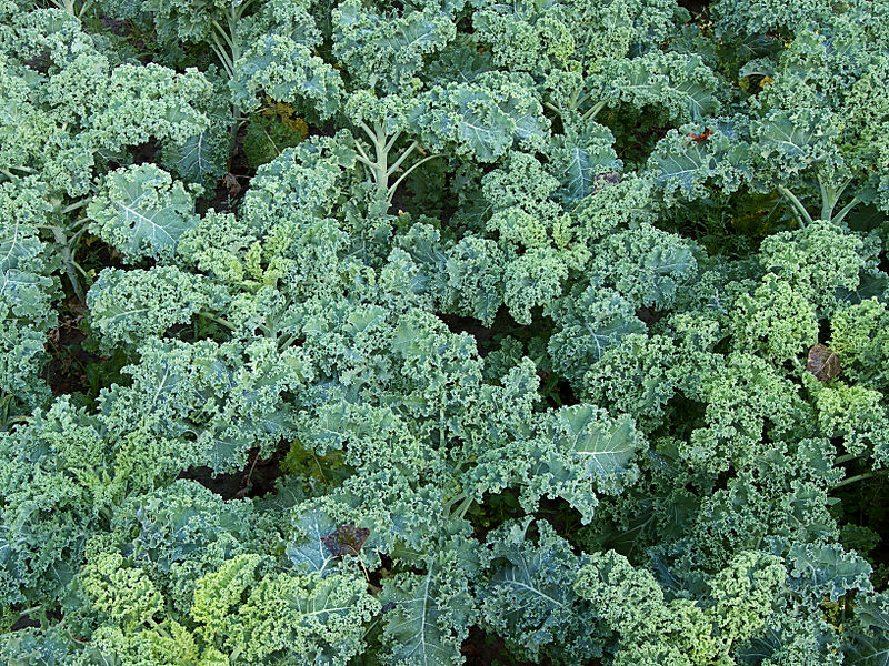 File:Brassica oleracea convar. acephala var. laciniata 'Westlandse winter', boerenkool 'Westlandse winter' (1).jpg