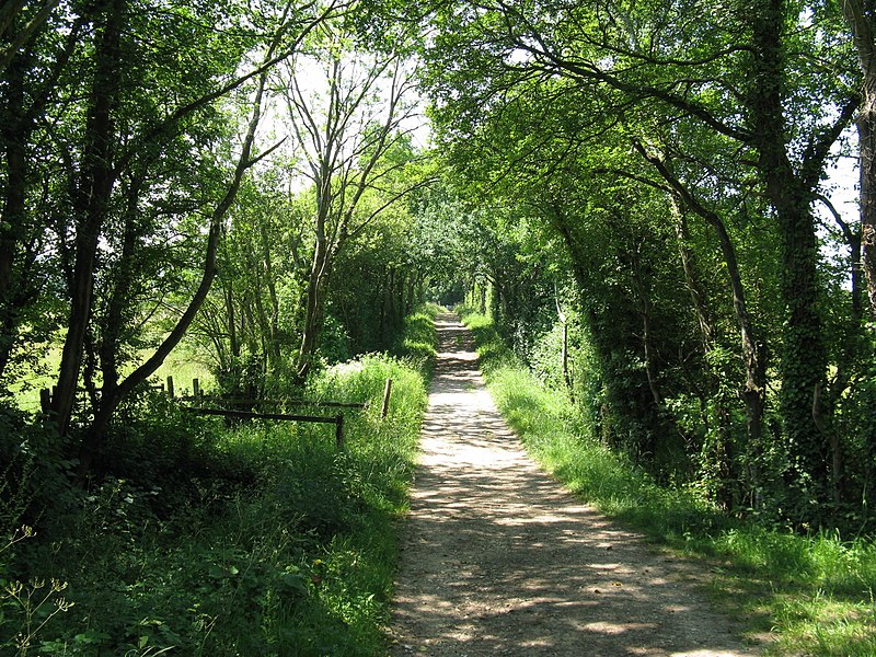 File:Bridleway west to Graffham - geograph.org.uk - 1939499.jpg