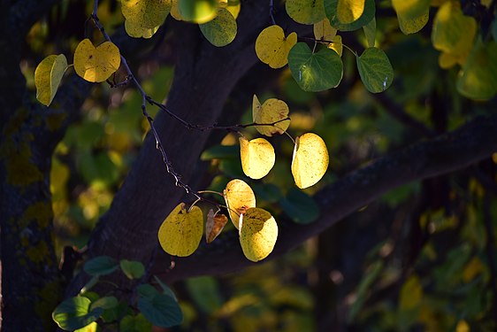 Bright autumn leaves