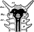 有爪動物の頭部各部位の対応関係（Ant：触角、Md：顎、Op：Slime papilla、P：前大脳、D：中大脳）