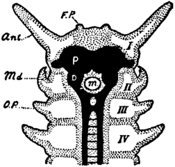 有爪動物の前方の中枢神経系。中大脳（D）と特化した中大脳性付属肢（md: 顎）をもつ。
