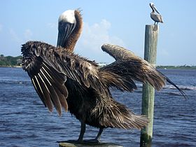 Two brown pelicans