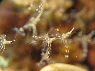 <i>Urocaridella antonbruunii</i> Species of crustacean