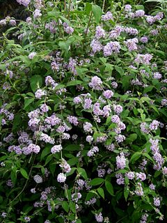 <i>Buddleja delavayi</i> Species of plant