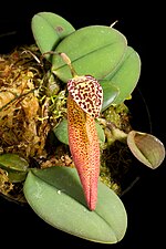 Thumbnail for Bulbophyllum scotinochiton