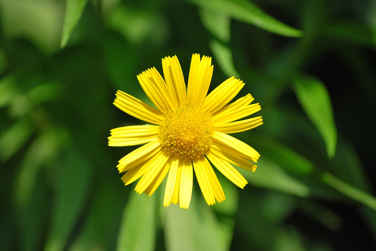 Buphthalmum salicifolium Wikipedia