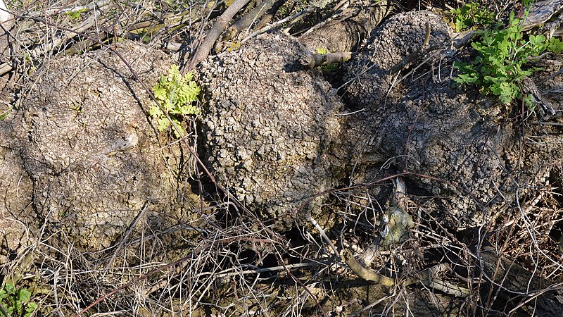 File:Burls - Guelph-Eramosa, Ontario 2020-05-20.jpg