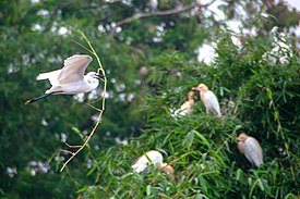 Burung Kuntul Membawa Rumput untuk Membuat Sarang