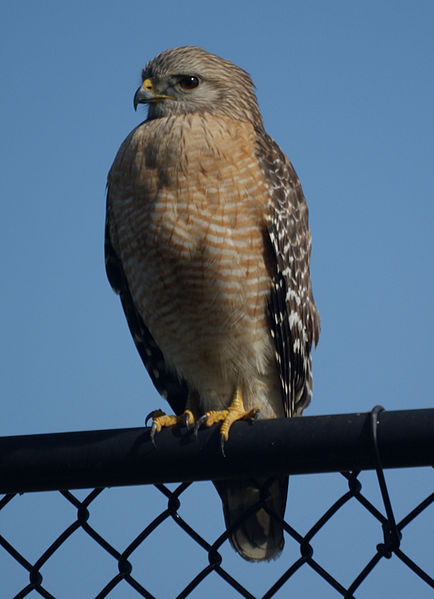 File:Buteo lineatus 2.jpg