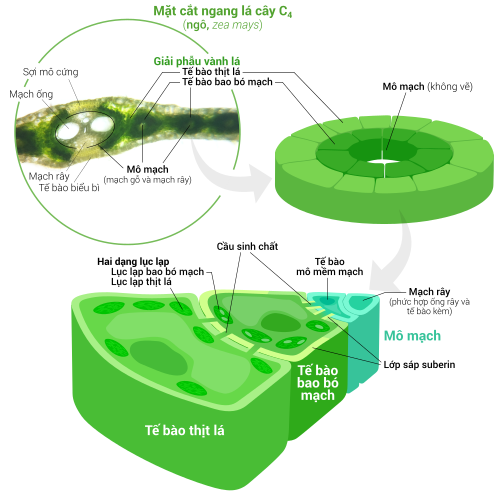 Nhiều thực vật C4 có những tế bào thịt lá và tế bào bao bó mạch sắp xếp tỏa tròn xung quanh gân lá. Hai loại tế bào này chứa các lục lạp chuyên hóa đảm nhận từng công đoạn riêng biệt trong quá trình quang hợp.