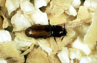 <span class="mw-page-title-main">Palorini</span> Tribe of beetles