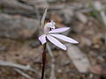 Caladenia fuscata Australia - Canberra Black Mountain