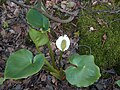 Calla palustris Finland - Kerava