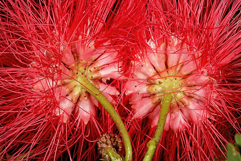 File:Calliandra haematocephala 1DS-II 2-0084.jpg