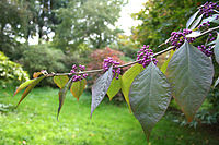 Callicarpa bodinieri var. giralii cv. 'Profusion'