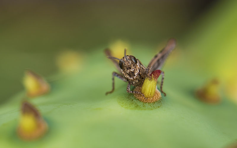 File:Calliptamus barbarus on Opuntia stricta, Sète 04.jpg