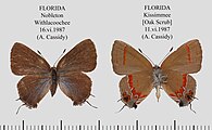 Calycopis cecrops (red-banded hairstreak) Adult in dorsal view (left) and ventral view.