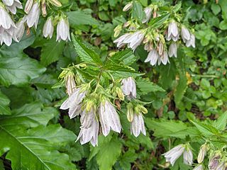 <i>Campanula takesimana</i> Species of flowering plant